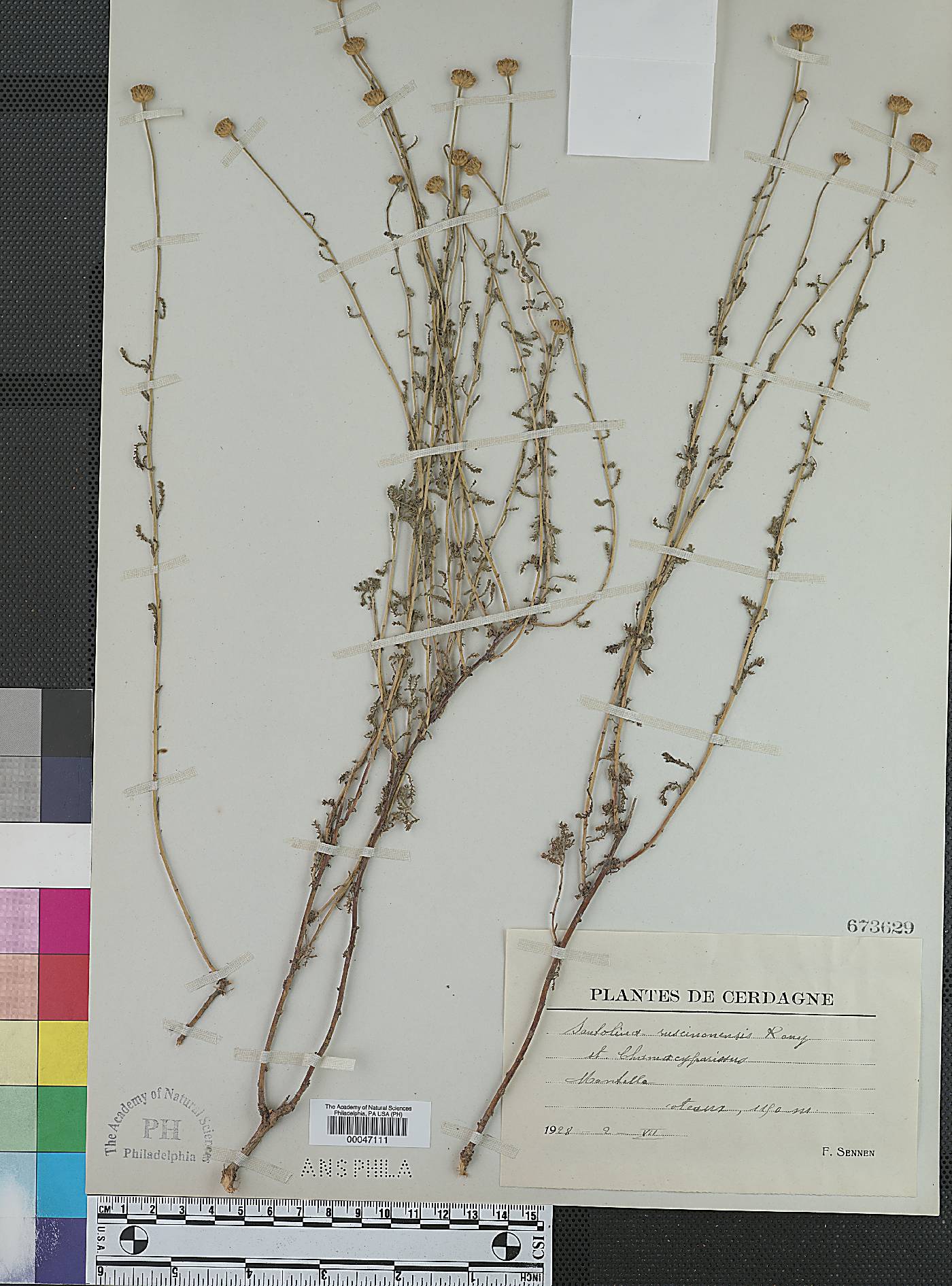 Santolina chamaecyparissus subsp. chamaecyparissus image