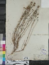 Santolina chamaecyparissus image