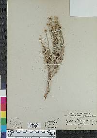 Santolina chamaecyparissus image