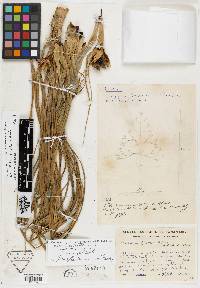 Media resource of Pandanus aridus