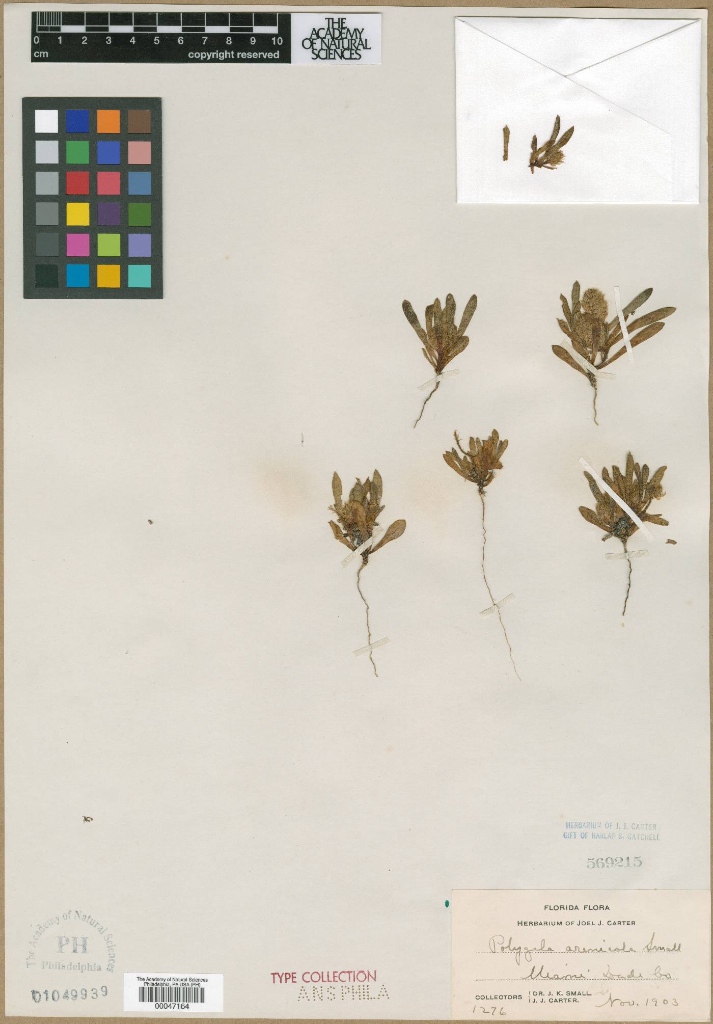 Polygala arenicola image