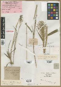 Panicum spretum image