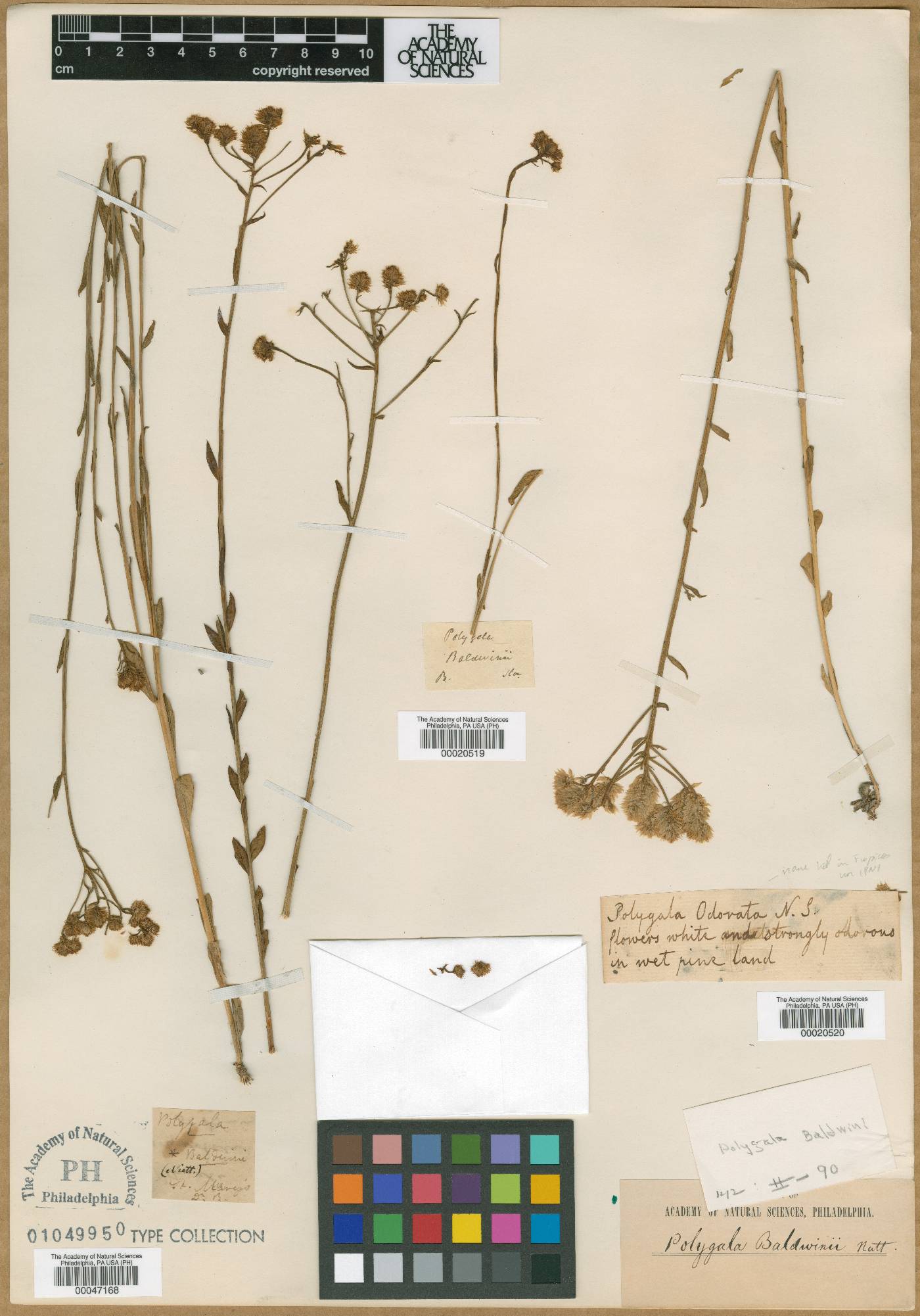 Polygala baldwini image