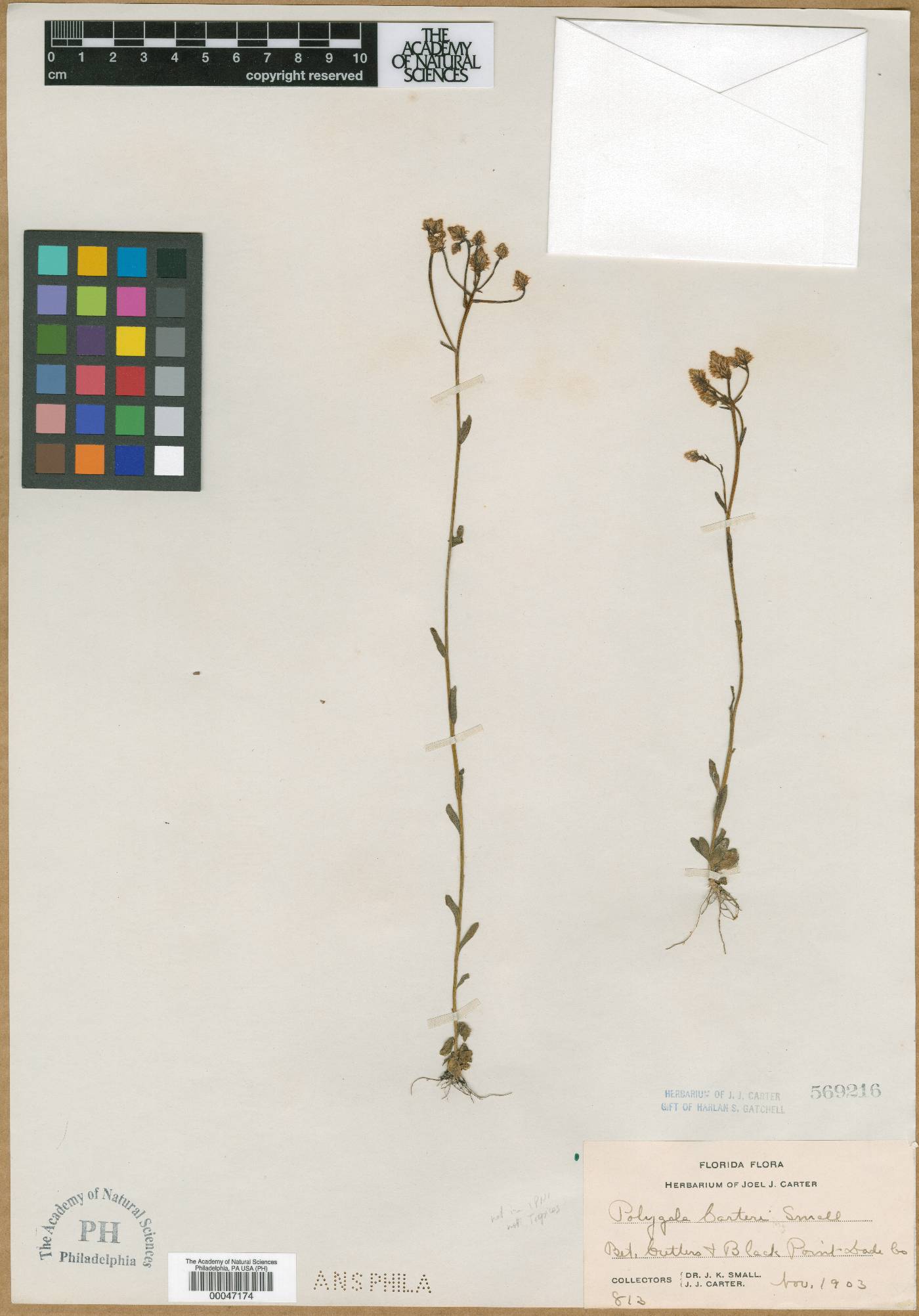 Polygala carteri image