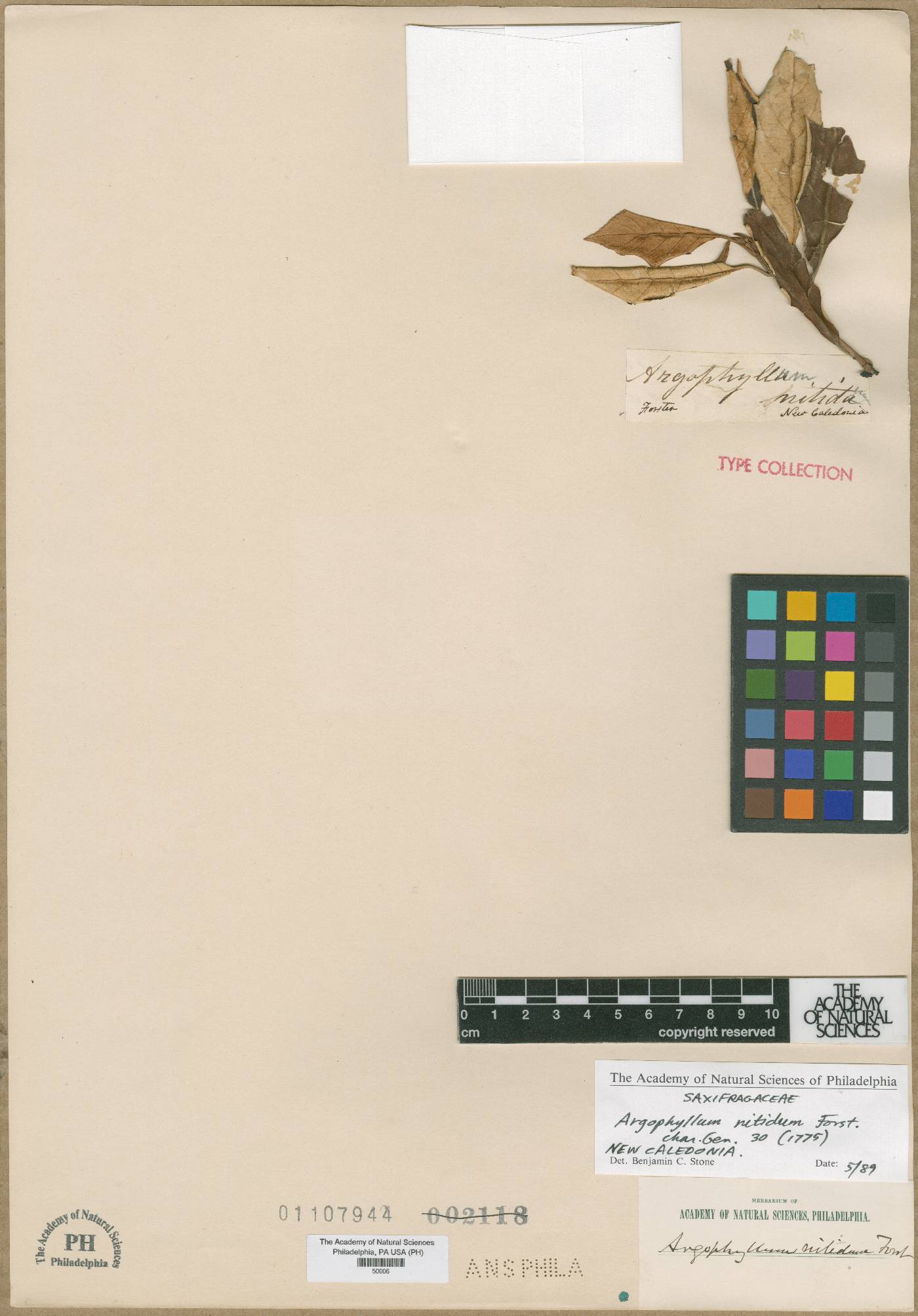Argophyllum nitidum image