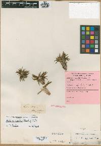 Image of Melanthium pumilum