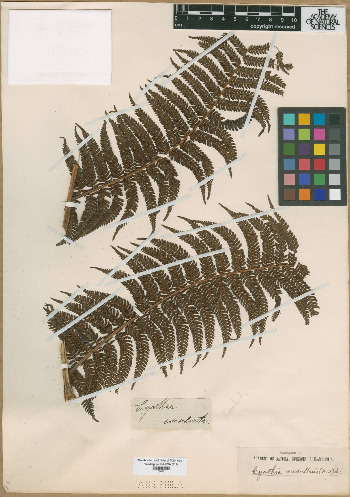 Cyathea medullaris image