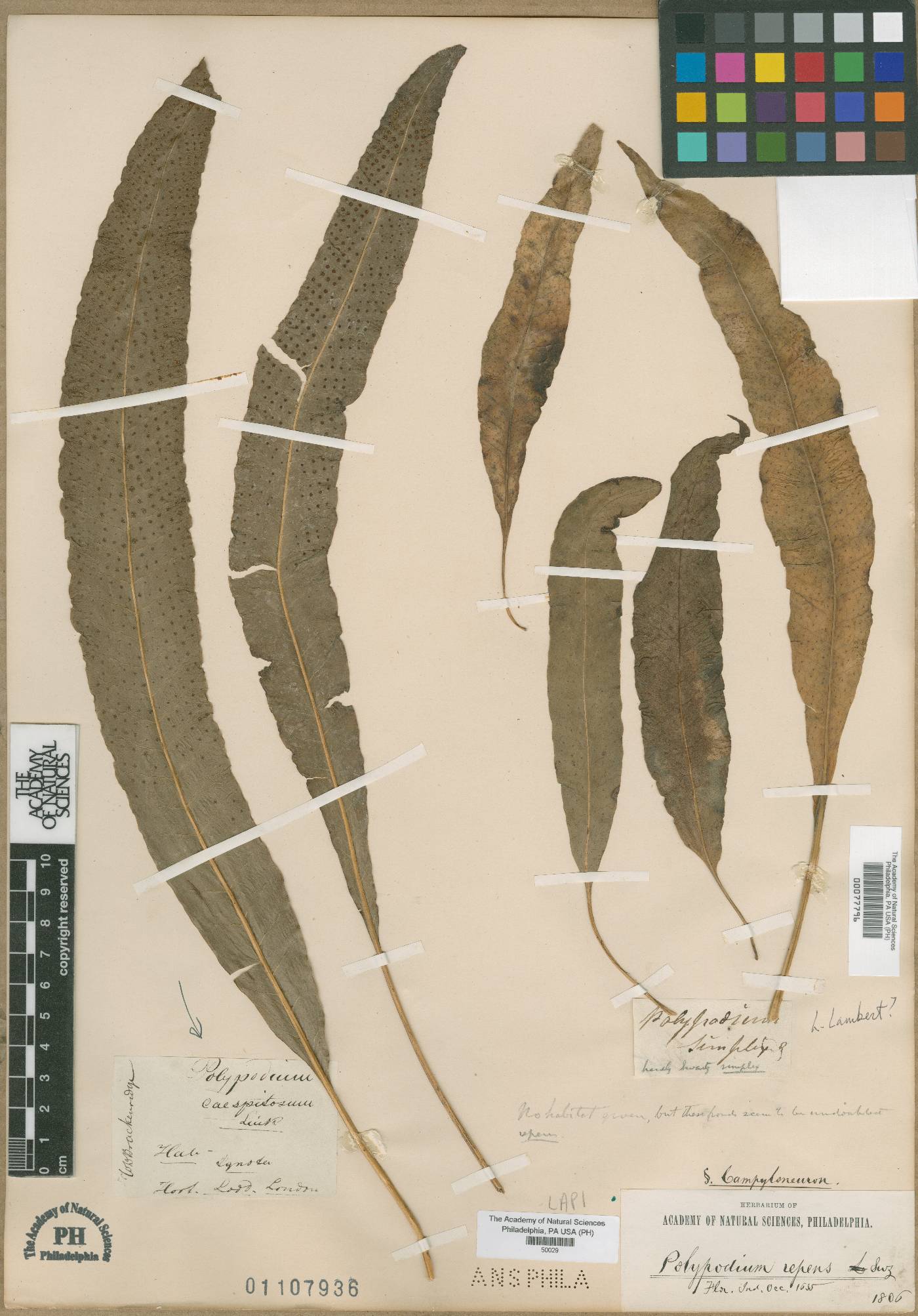 Polypodium caespitosum image