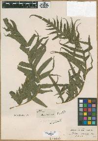 Pteris comans image