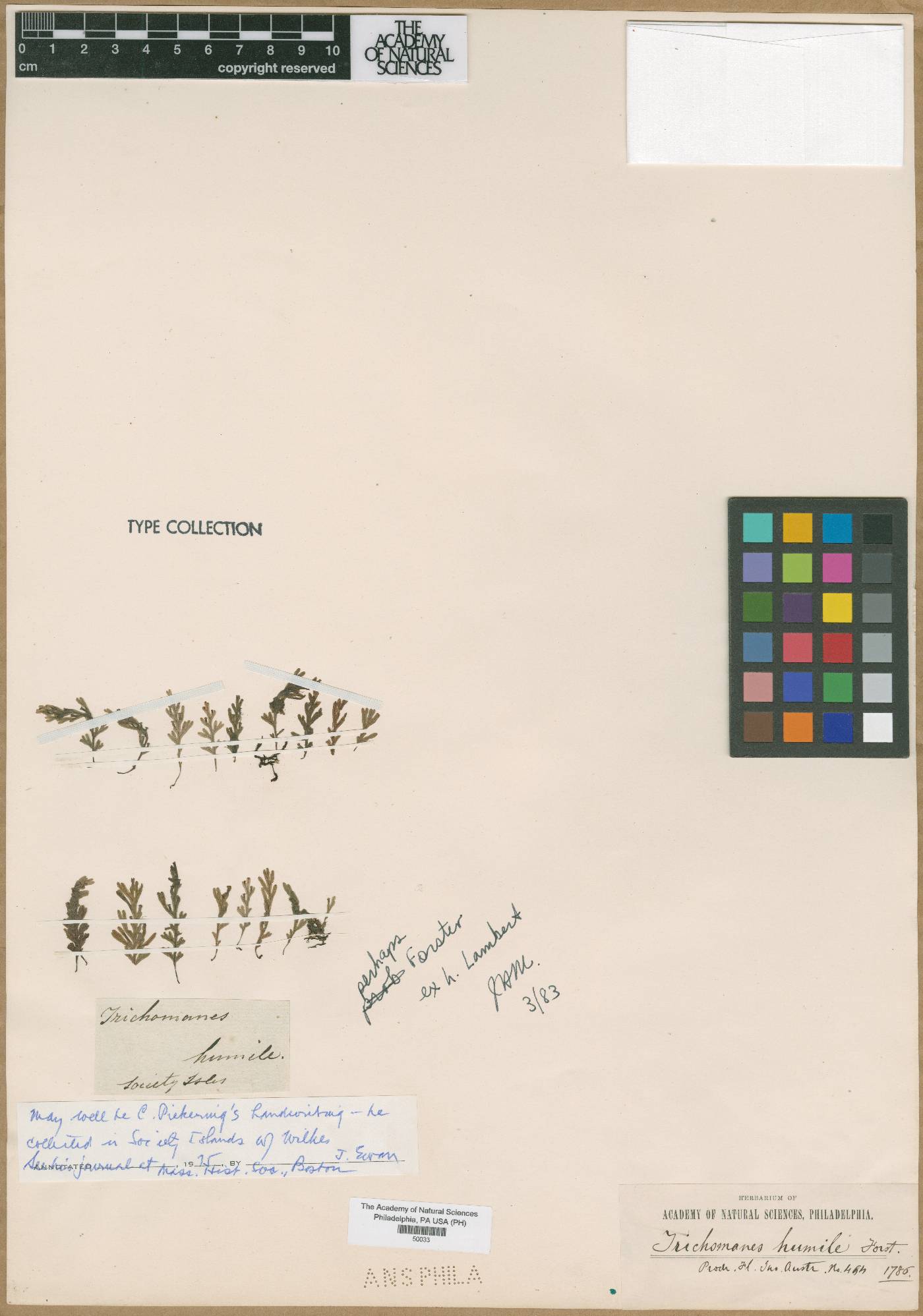 Trichomanes humile image