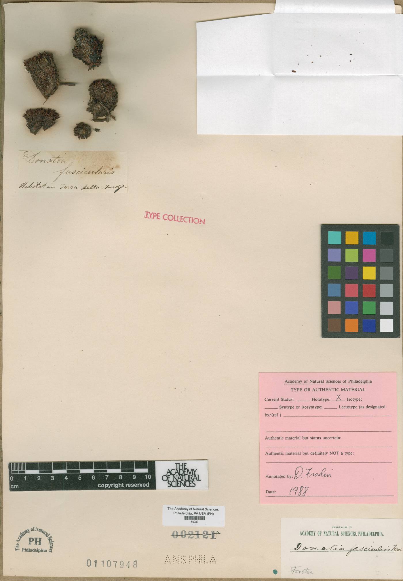Donatia fascicularis image