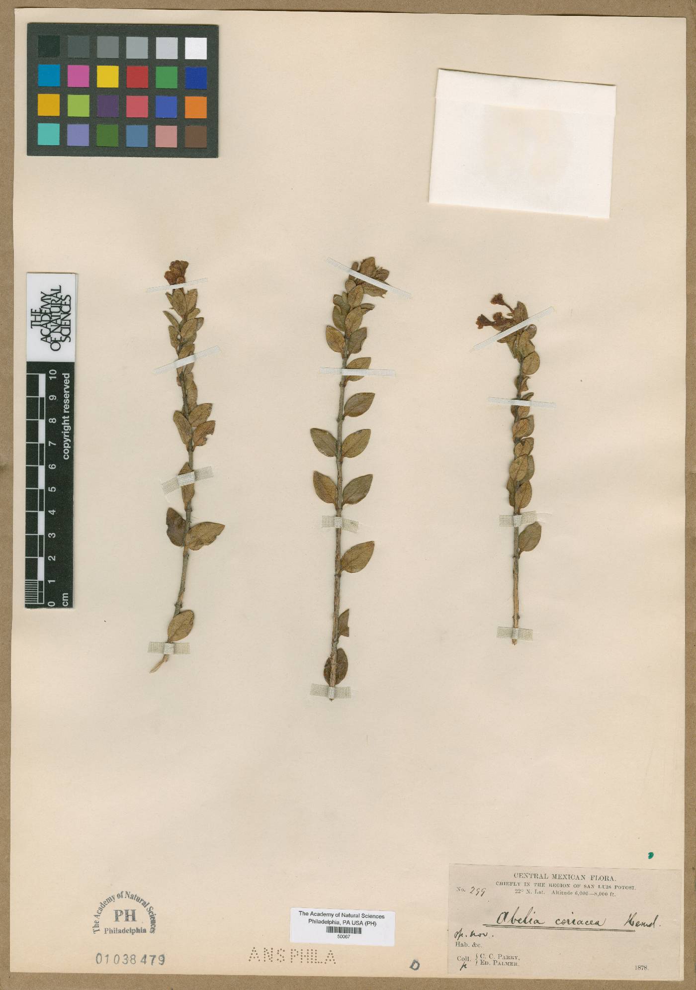 Abelia coriacea image