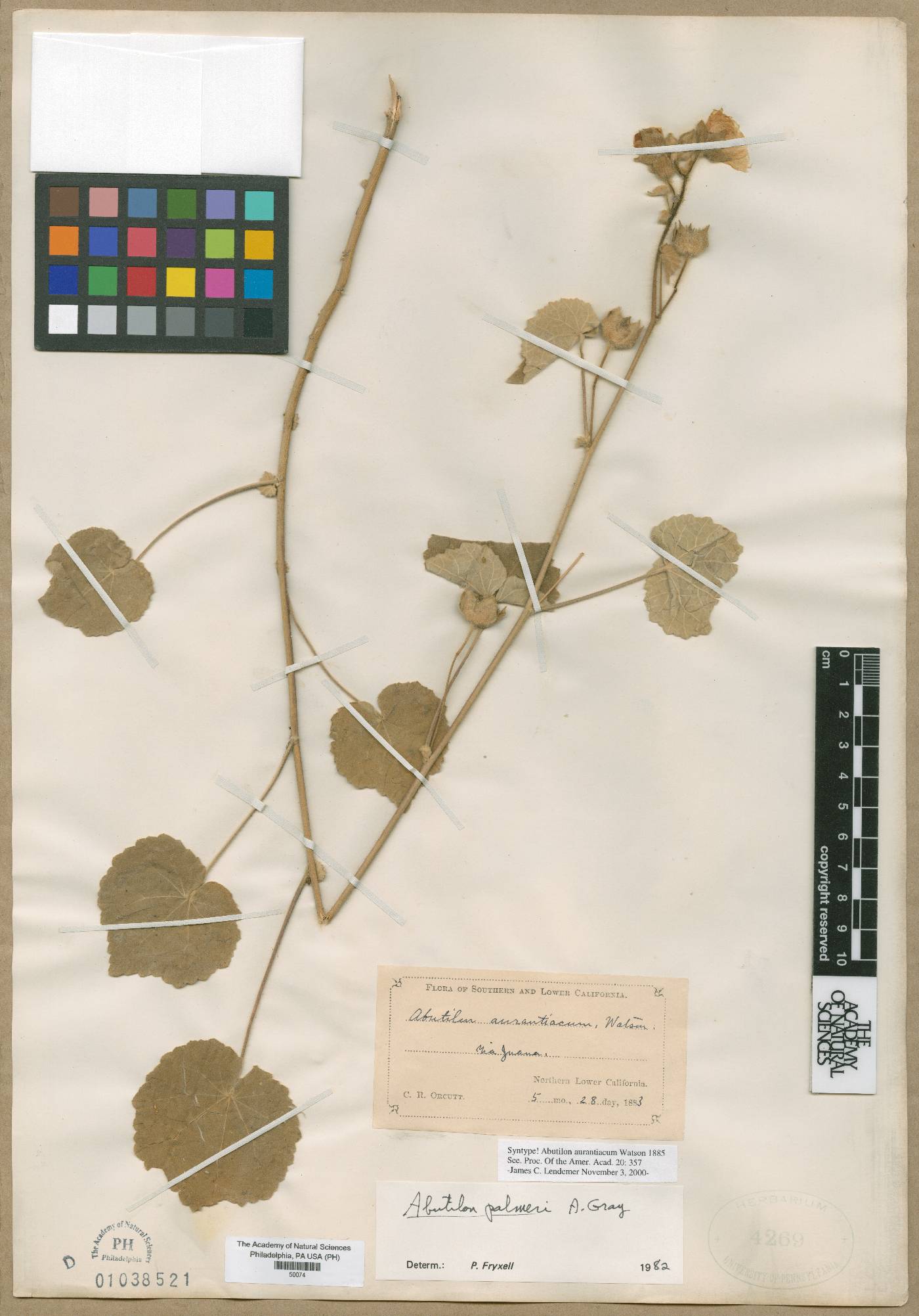 Abutilon aurantiacum image