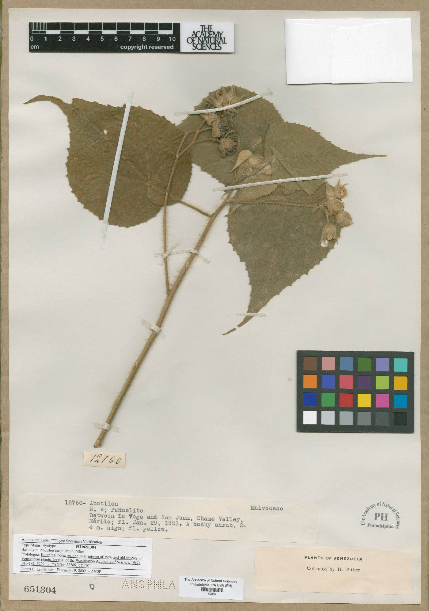 Abutilon cuspidatum image