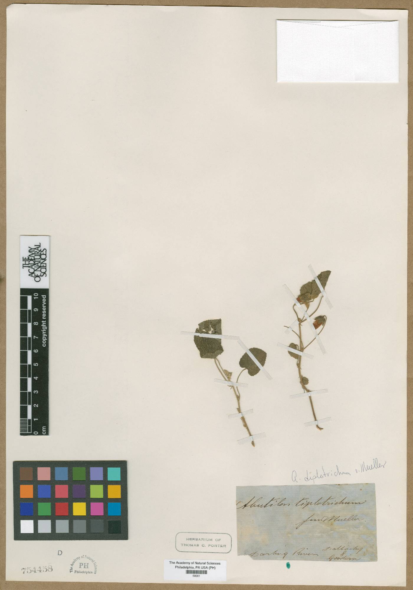 Abutilon fraseri subsp. diplotrichum image