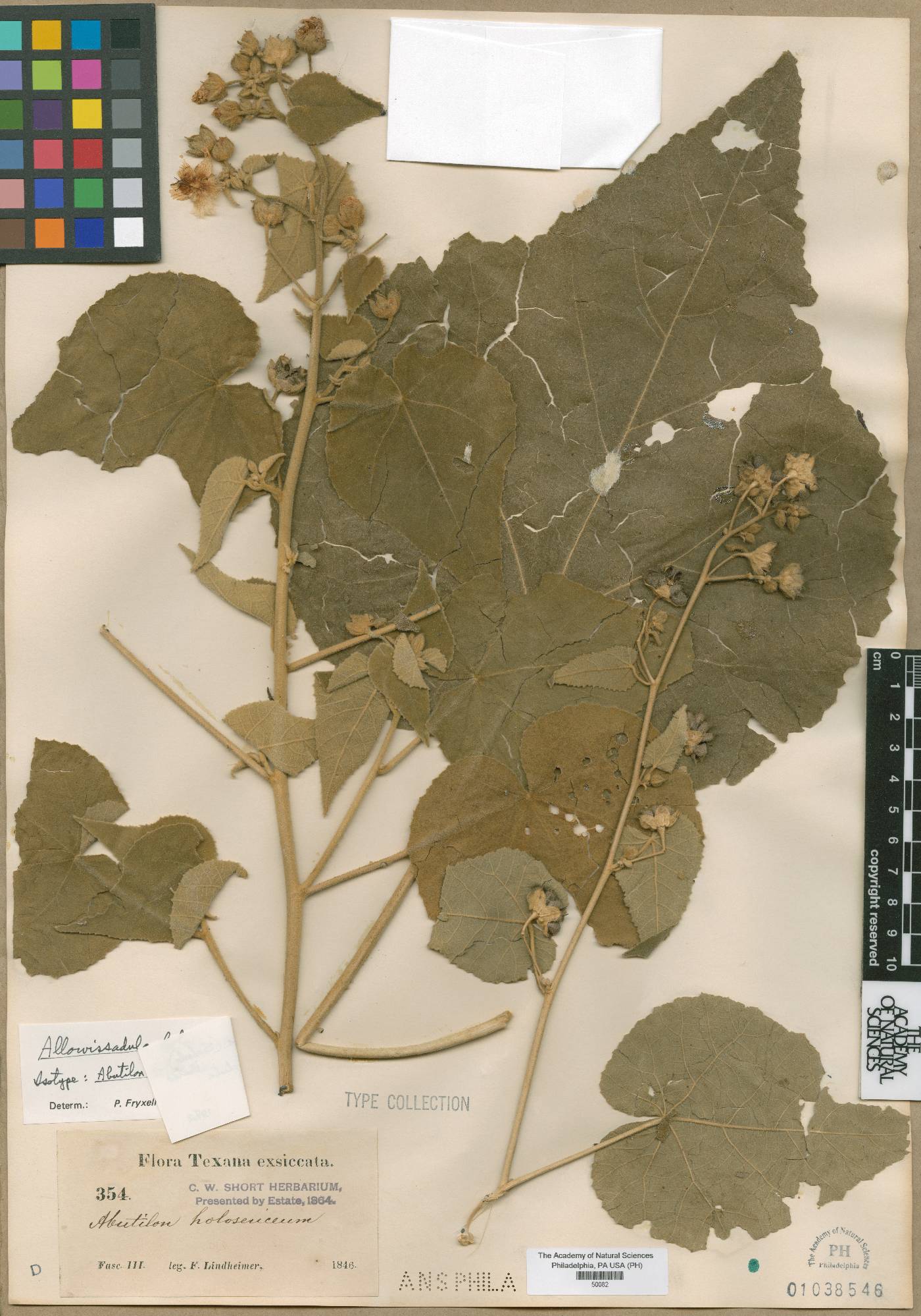 Abutilon holosericeum image