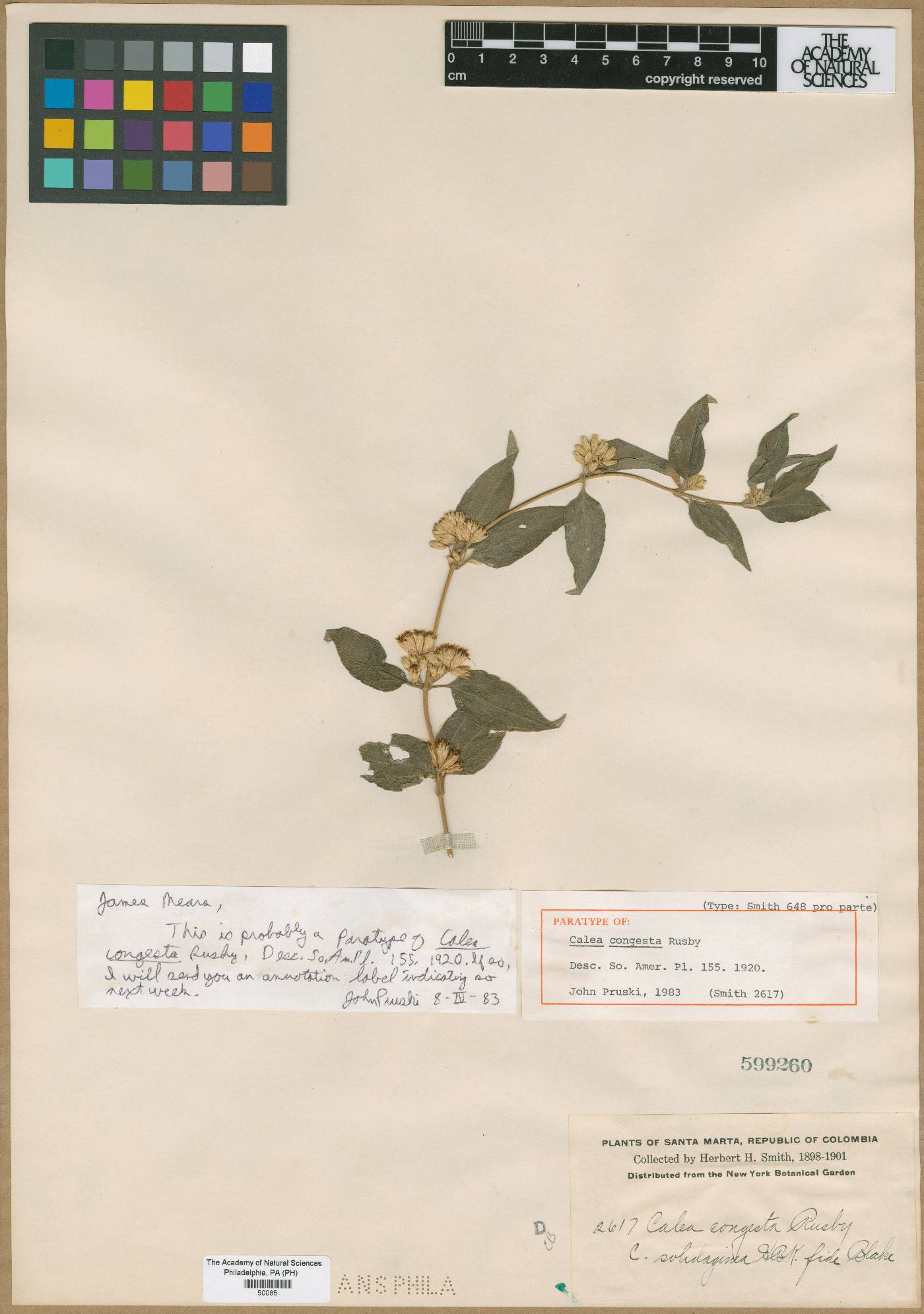 Calea solidaginea subsp. solidaginea image