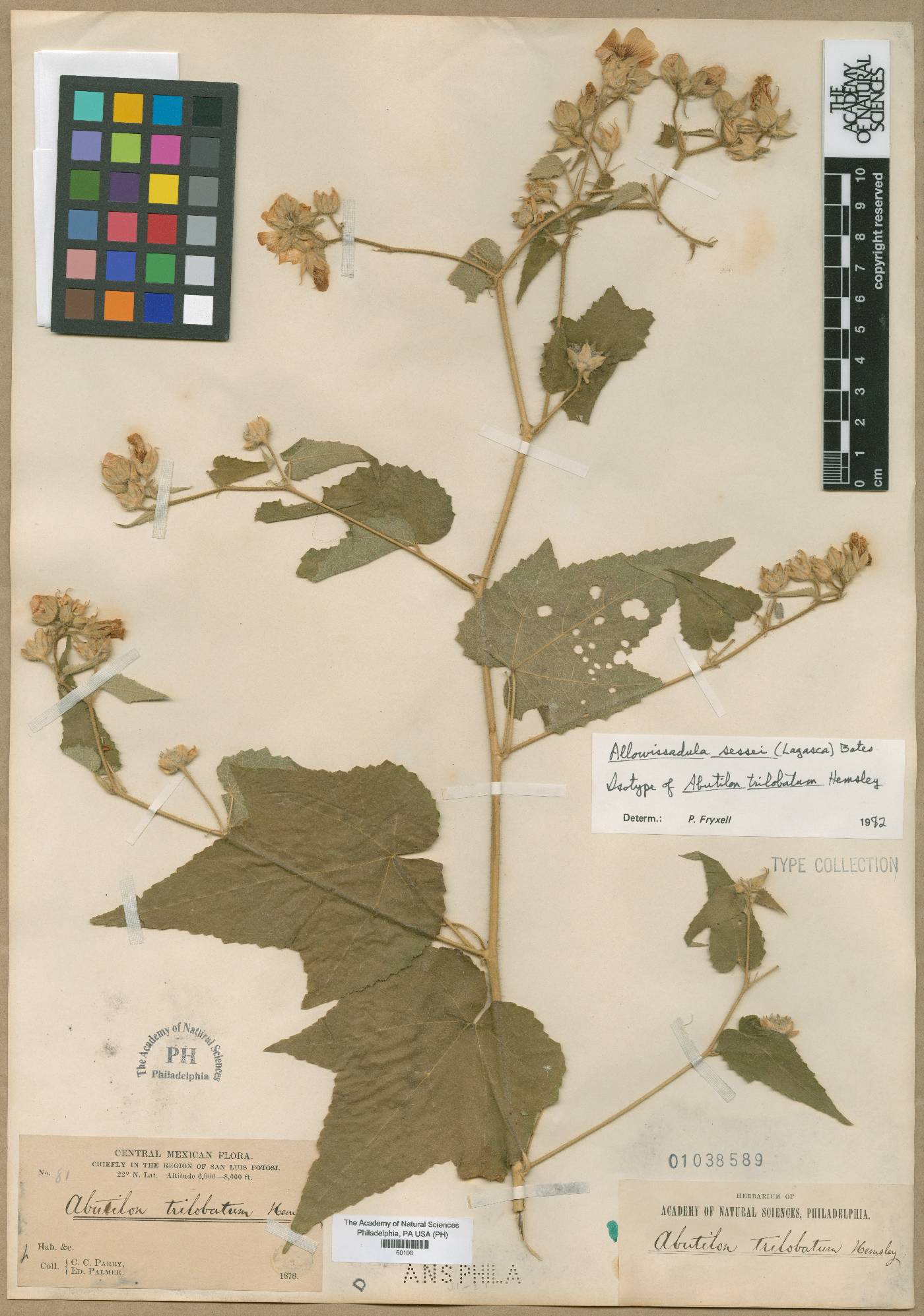 Allowissadula sessei image