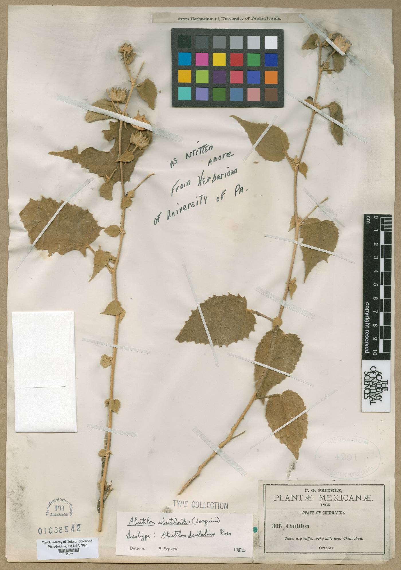 Abutilon dentatum image