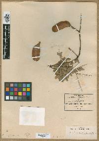 Acacia anisophylla image
