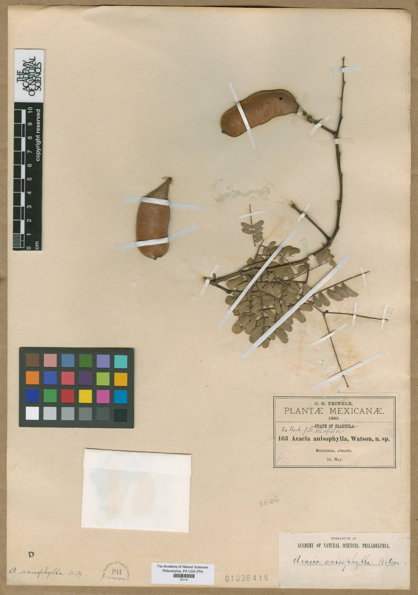 Acacia anisophylla image
