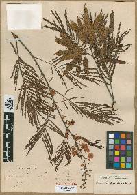 Acacia boliviana image