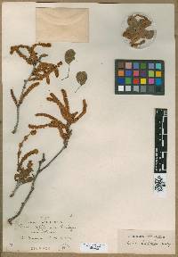 Acacia californica image
