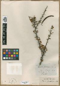 Acacia glandulifera image