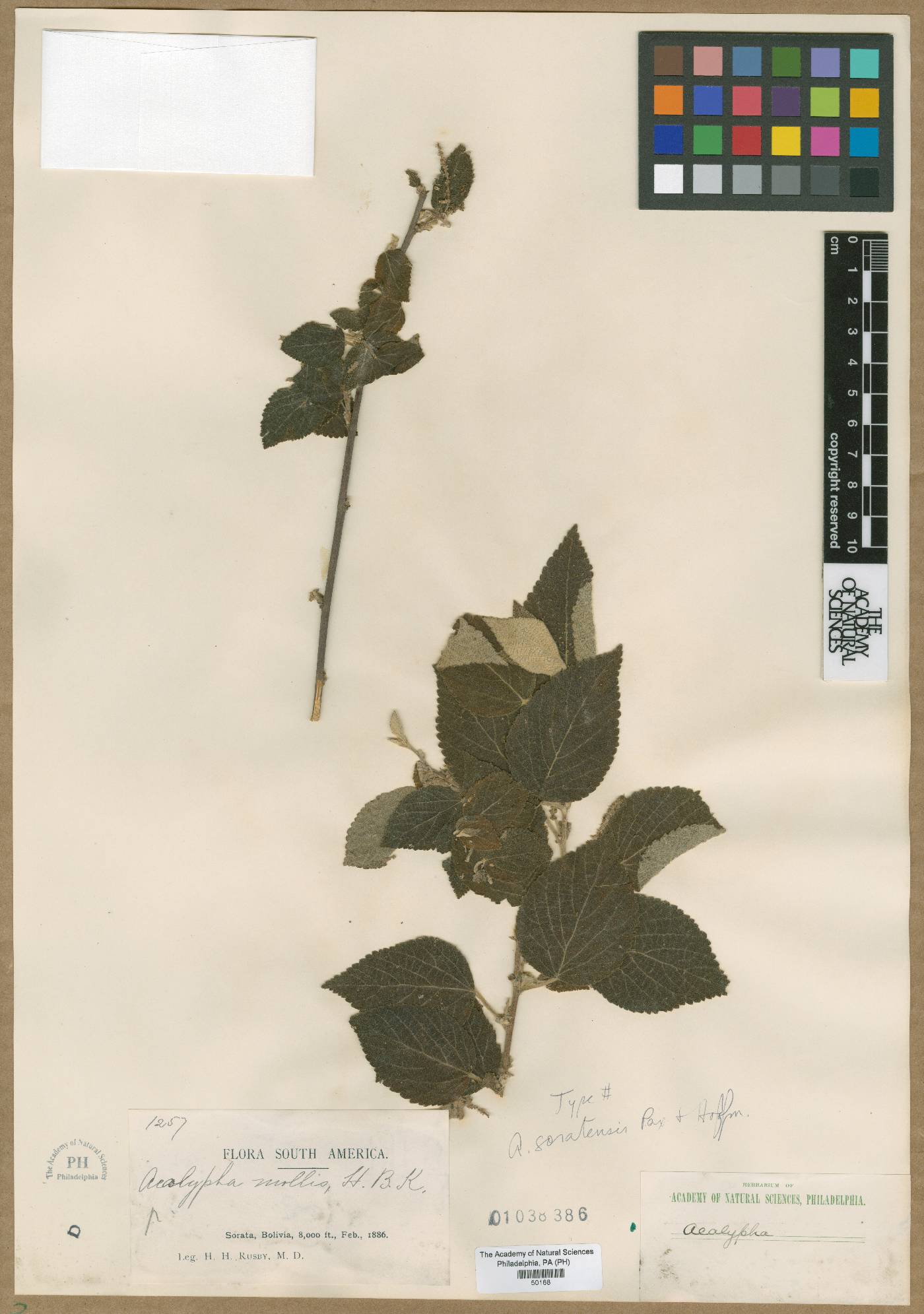 Acalypha reflexa image