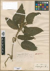 Acalypha macrostachya image