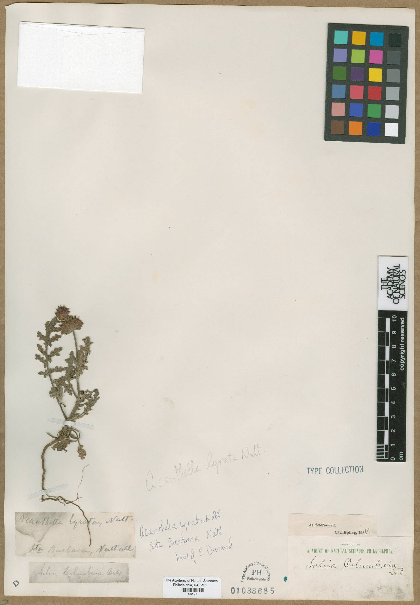 Salvia rubescens image