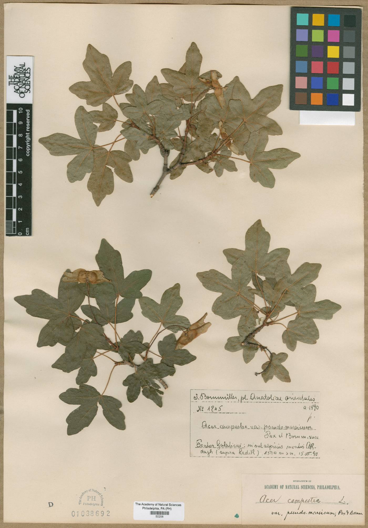 Acer campestre subsp. campestre image