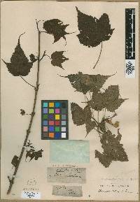 Acer caudatum image