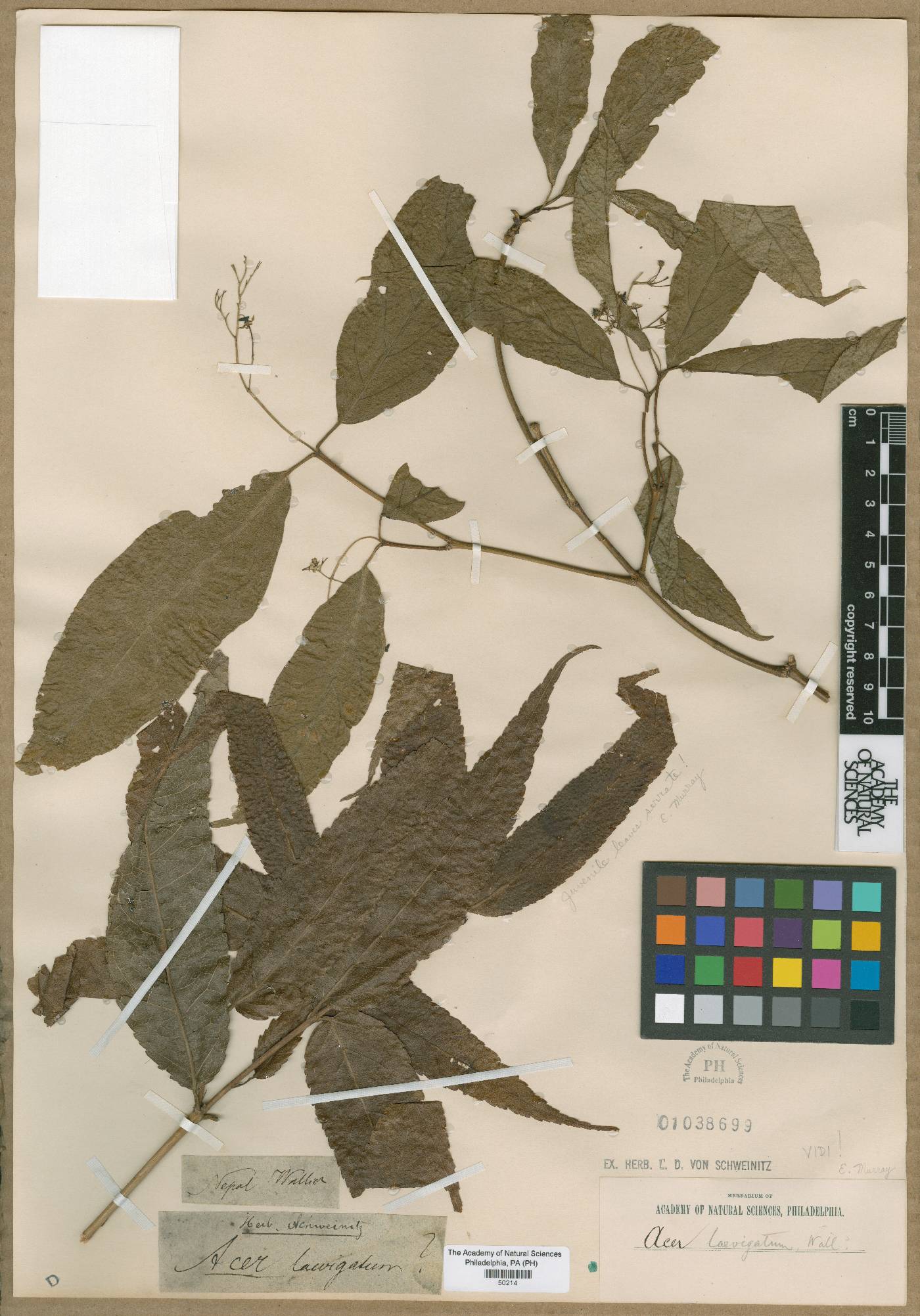 Acer laevigatum image