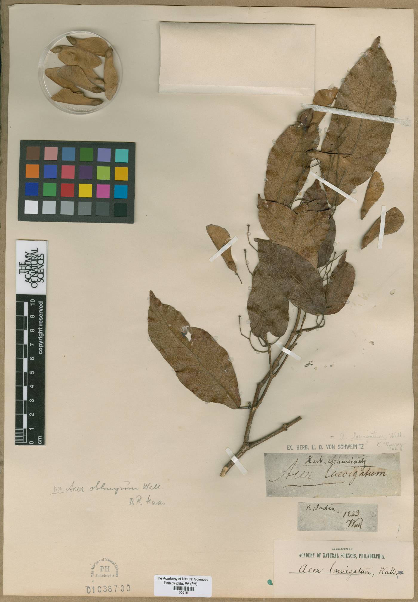 Acer laevigatum image