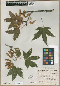 Acer saccharophorum f. angustilobatum image