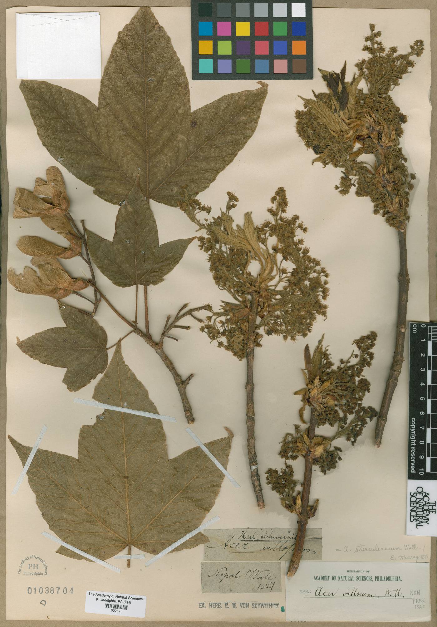 Acer villosum image