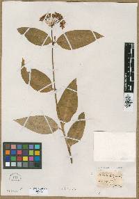 Acerates latifolia image