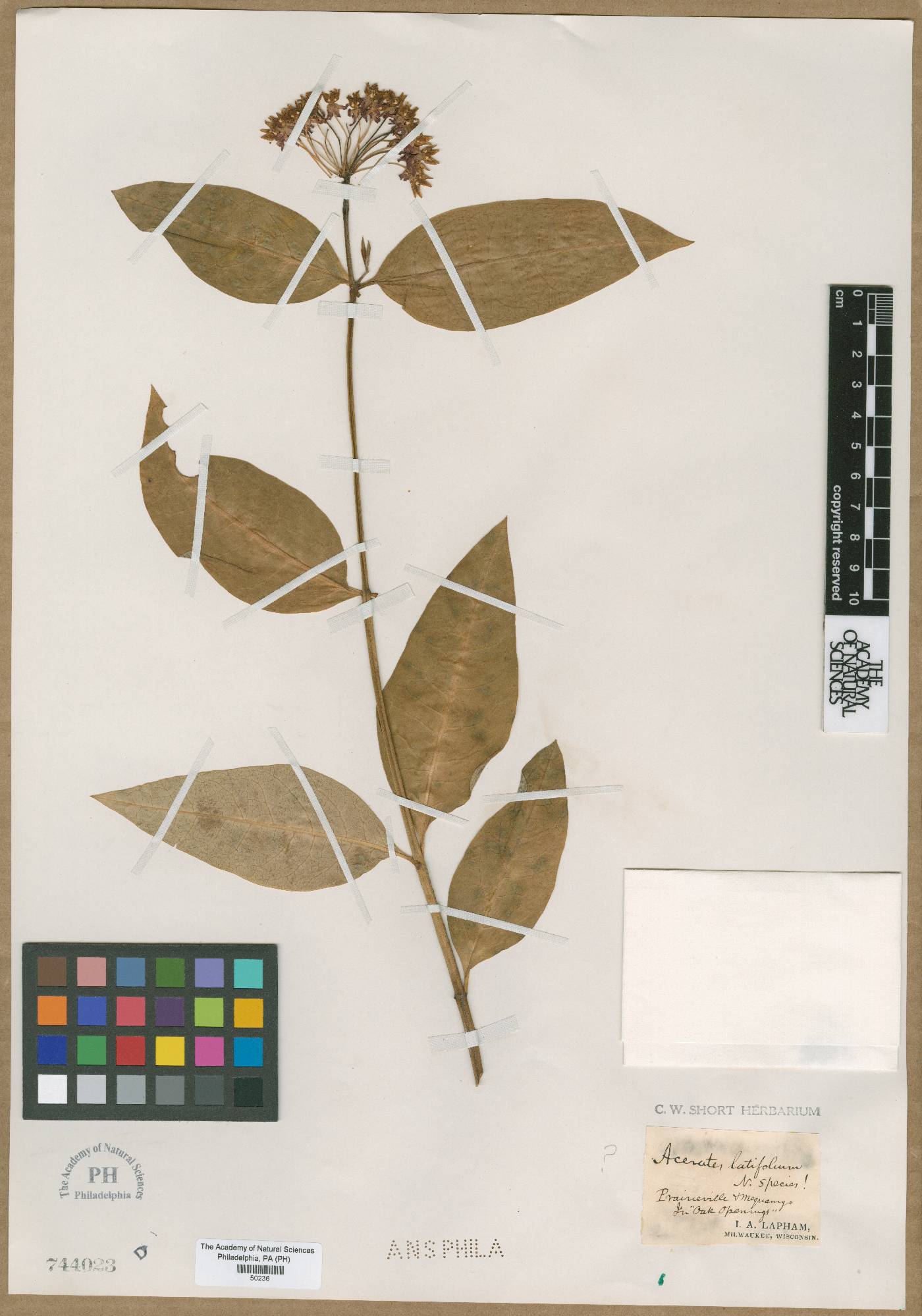 Acerates latifolia image