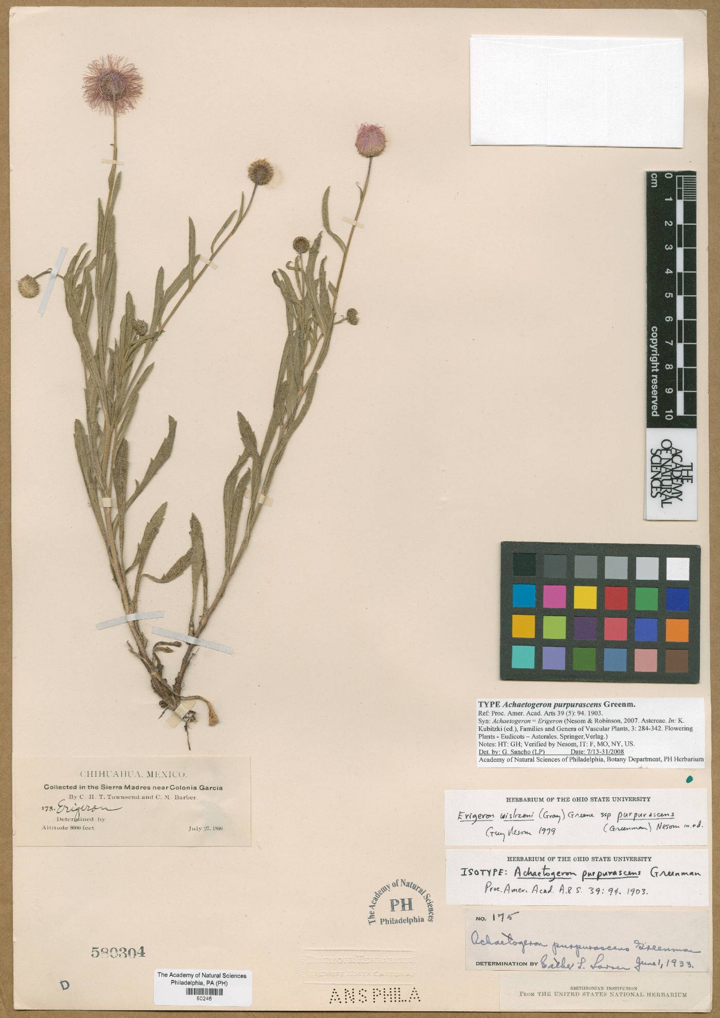 Achaetogeron purpurascens image