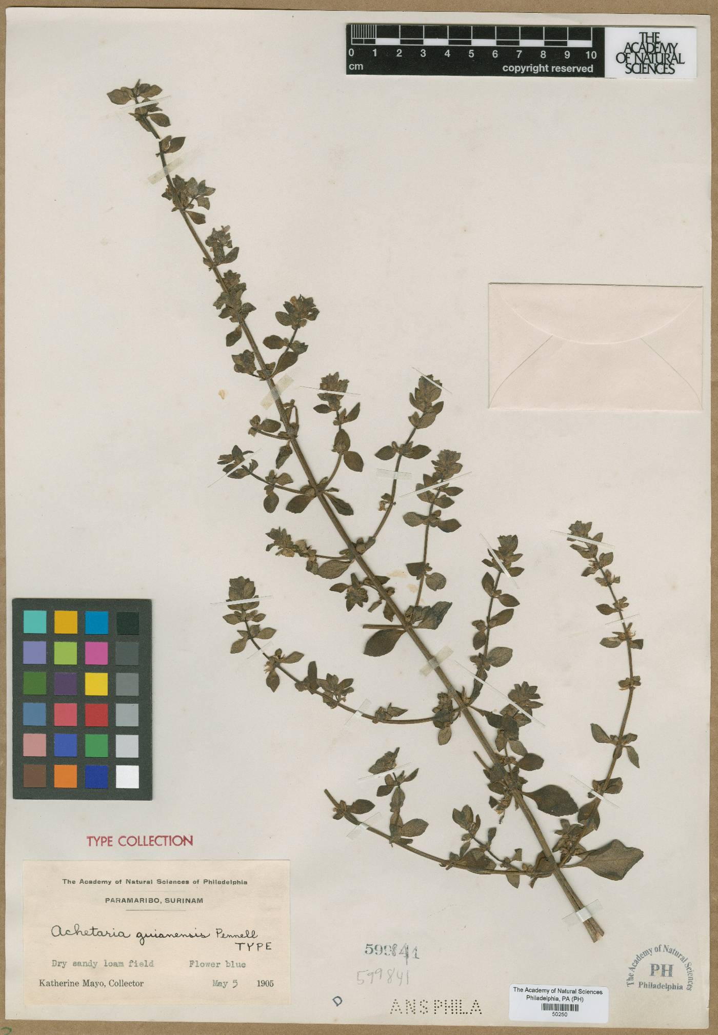 Achetaria guianensis image