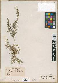 Scopulophila parryi image