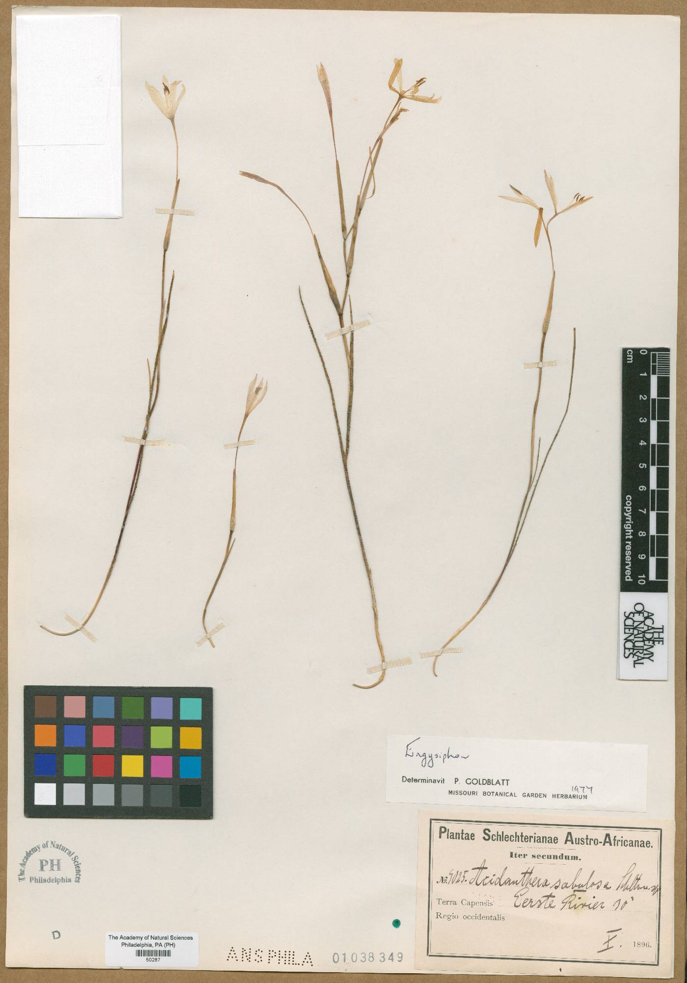 Geissorhiza tenella image