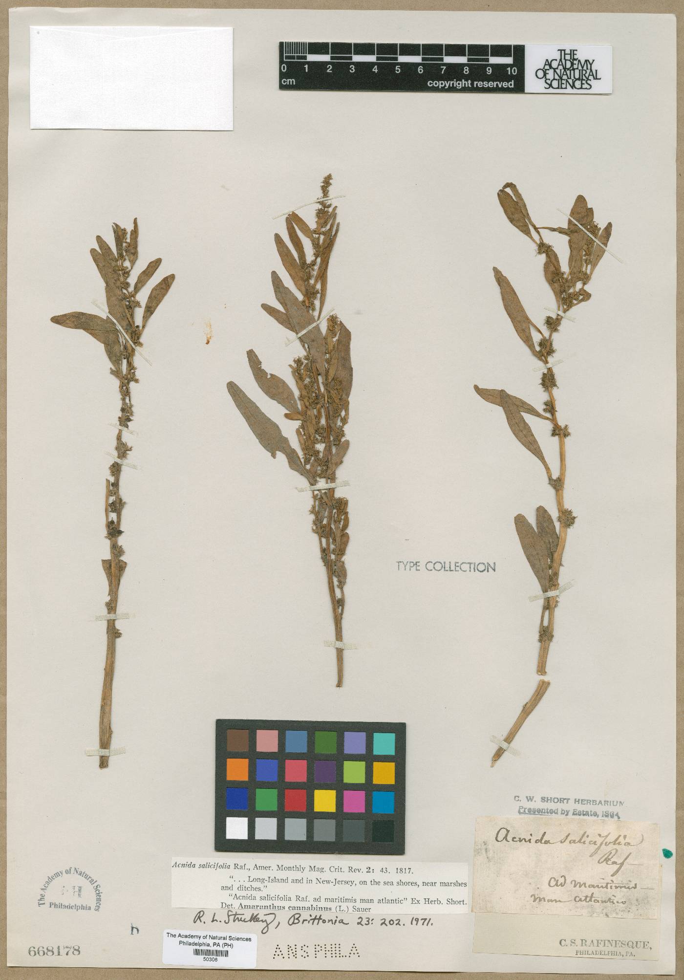 Acnida salicifolia image