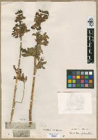 Image of Aconitum ferox