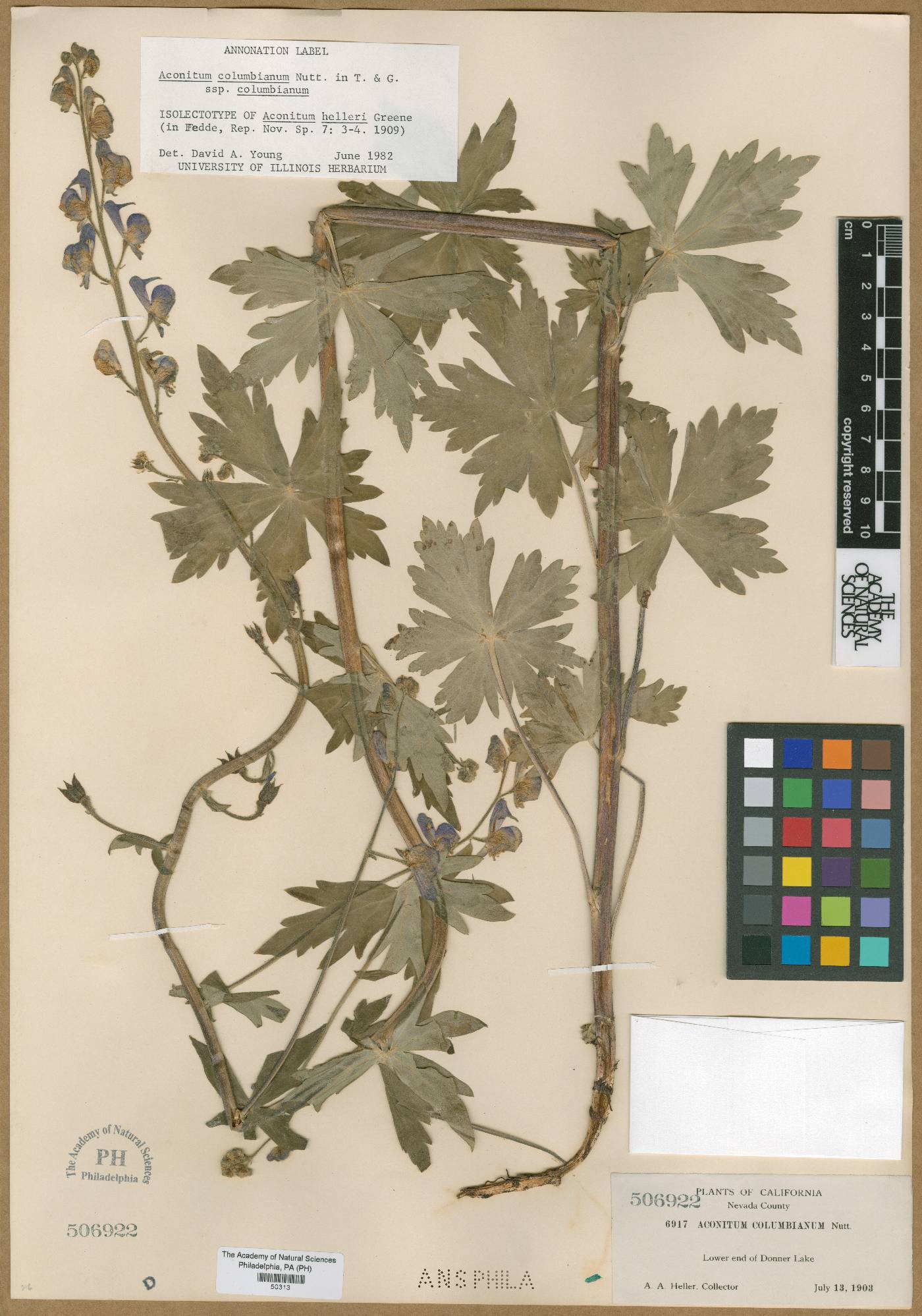 Aconitum helleri image