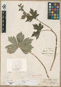 Aconitum reclinatum image