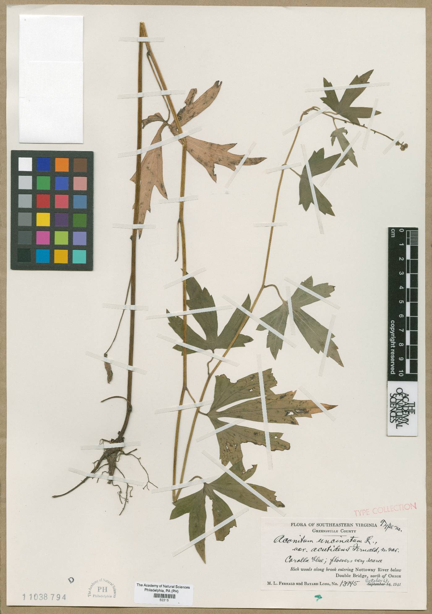 Aconitum uncinatum var. acutidens image