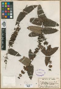 Image of Acrophyllum australe