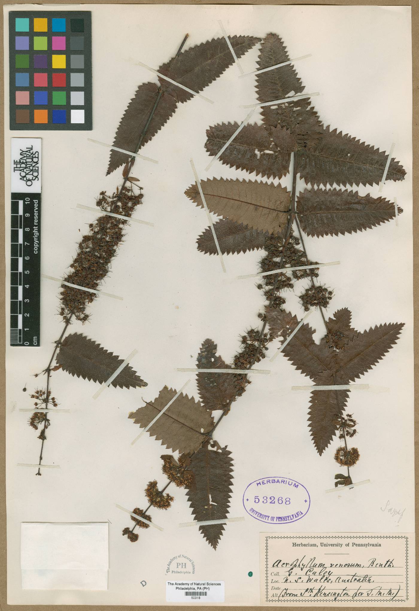 Acrophyllum australe image